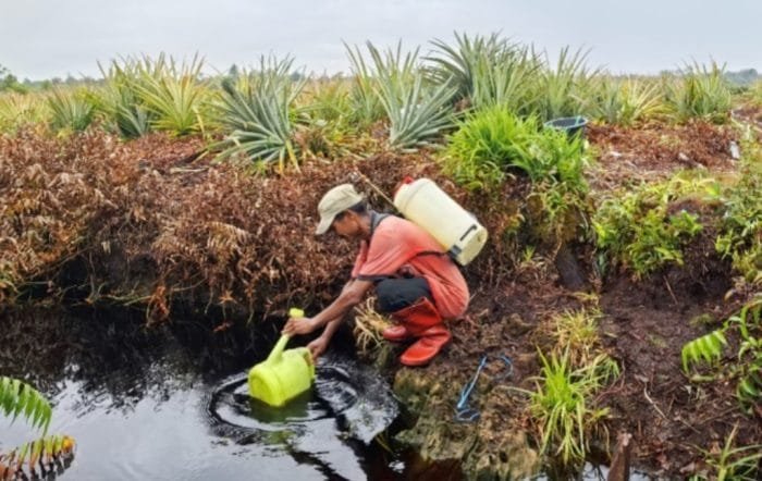 Riset Gambut Global: Ilmuwan Ungkap Tantangan Mendesak yang Terabaikan