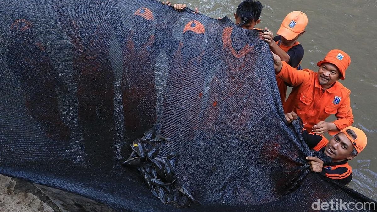 DKI Jakarta Basmi 10 Ton Ikan Sapu-Sapu, Efektivitas Penanganan Spesies Invasif Dikritik
