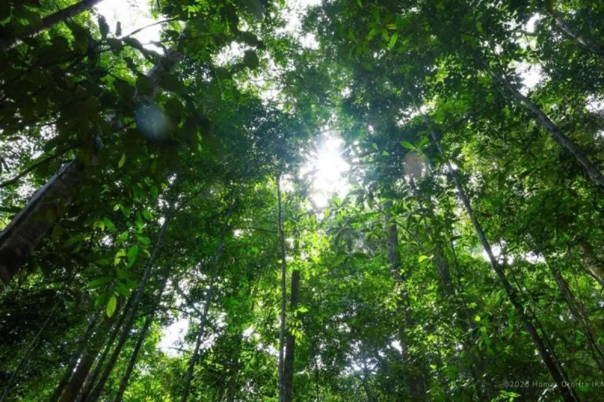 IKN Antisipasi Karhutla Berbasis Teknologi Hadapi El Nino, Efektifkah?