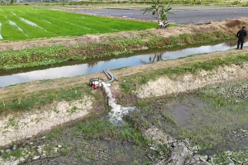 Kementan Perkuat Ketahanan Pangan Merauke Hadapi El Nino