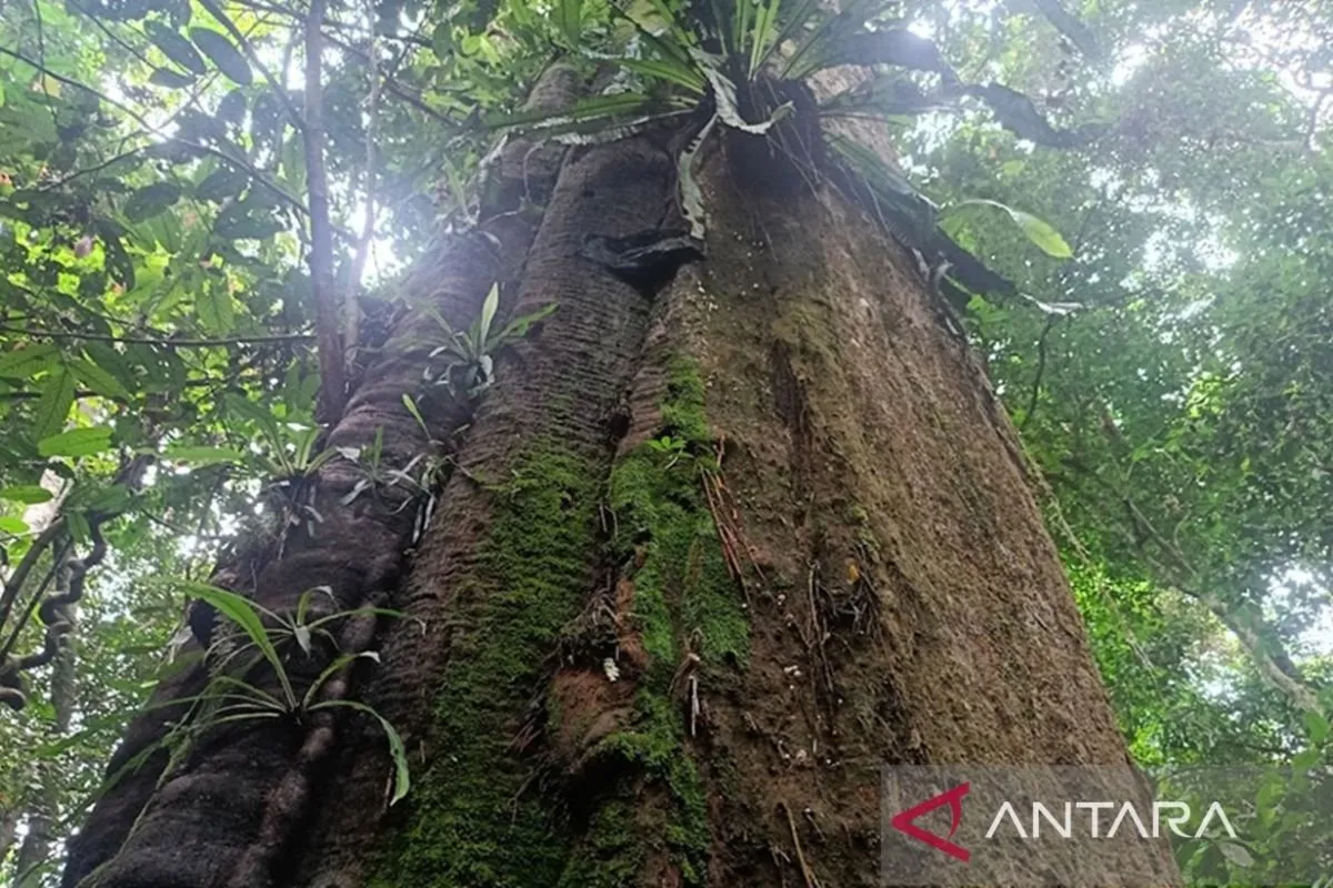 TNK Kutai Timur Jaga 6 Flora Penting: Antara Konservasi dan Ancaman Ekologis