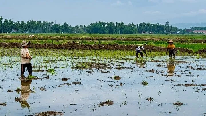 Menakar Janji Pemulihan 3.902 Hektare Sawah Sumbar: Percepatan atau Pengalihan Isu?