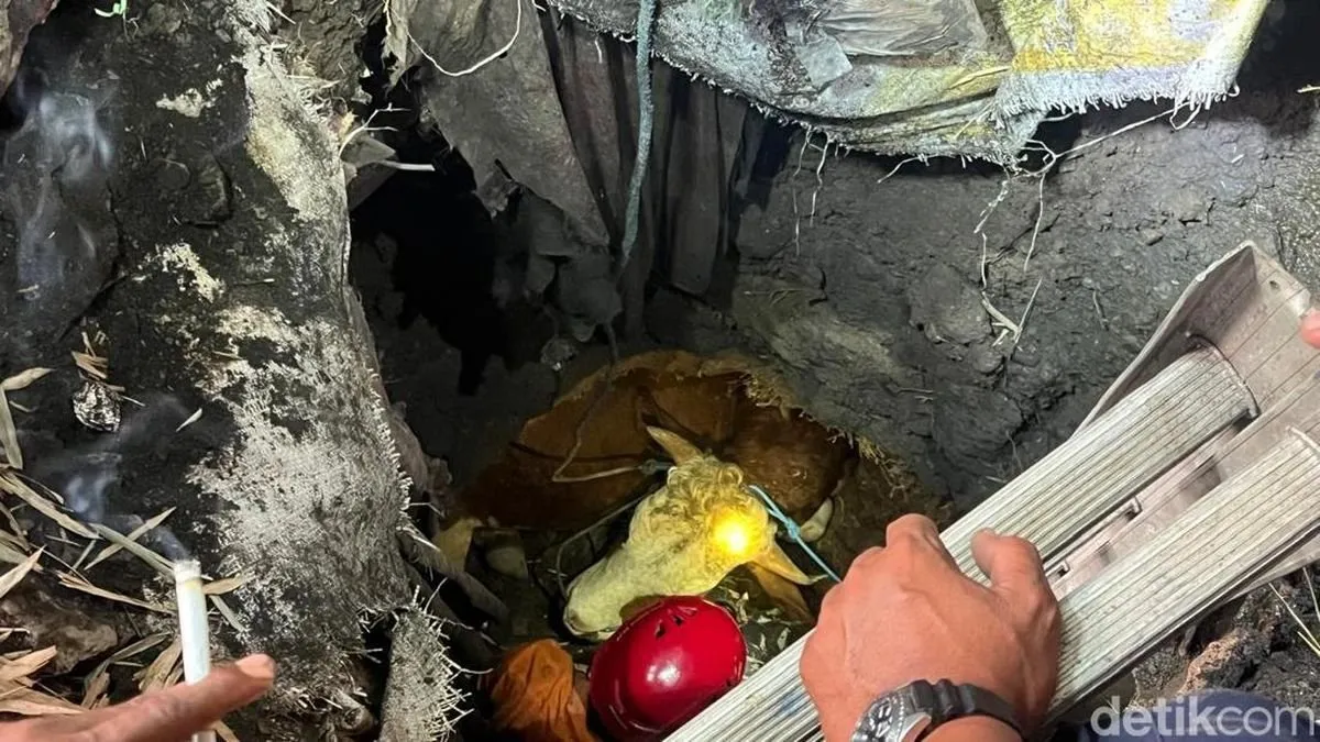 Sapi Kurban di Mojokerto Masuk Septic Tank, Evakuasi 3 Jam Disorot