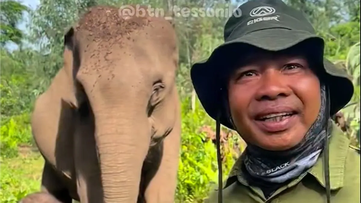 Anak Gajah Sumatera Lahir di TNTN: Haru Mahout di Tengah Ancaman Kepunahan
